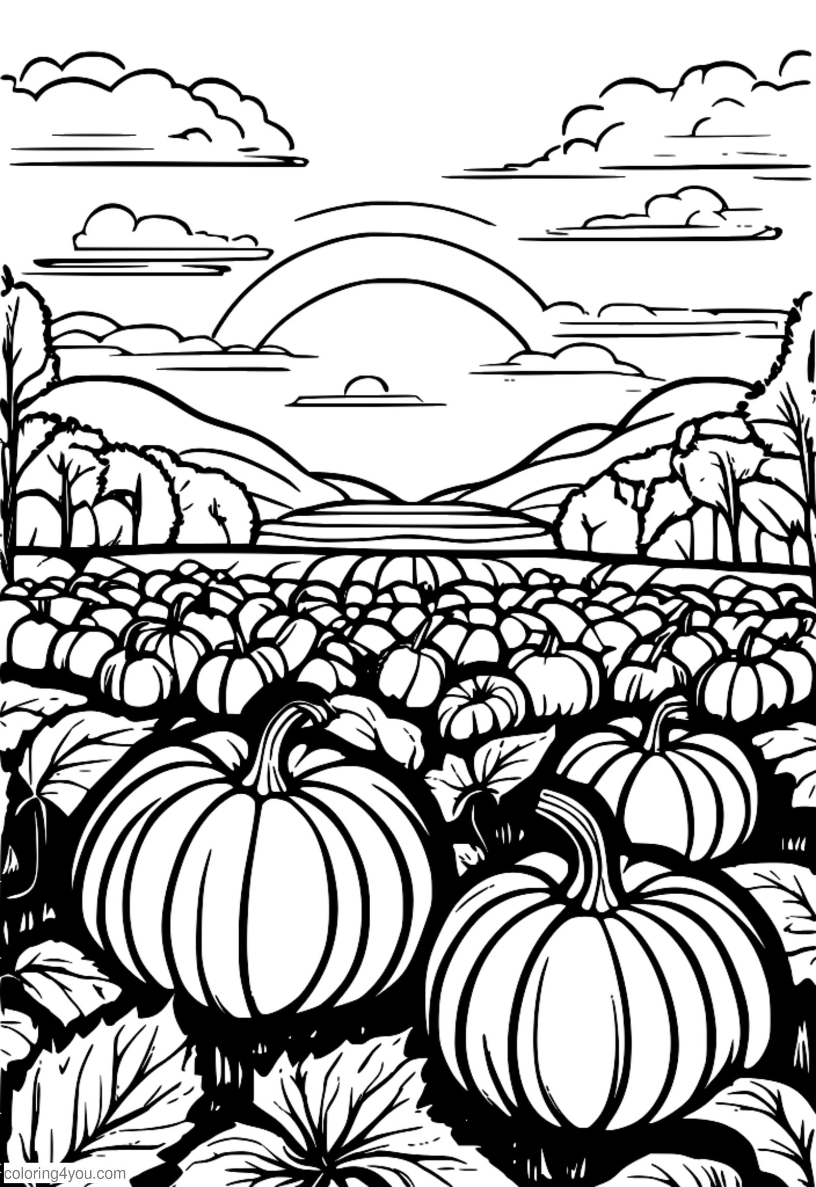Big field of pumpkins with a golden sunset in the background Big field of pumpkins with a golden sunset in the background