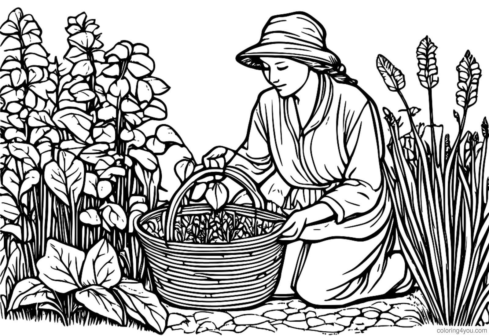 Desenho de Ervas Sorrel para colorir Desenho de Ervas Sorrel para colorir