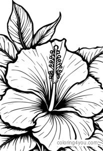 Hibiscus blomst voksen farvelægningssider